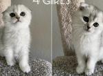 Scottish Fold Girls - Scottish Fold Cat For Sale - Houston, TX, US