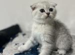 Kitty - Scottish Fold Cat For Sale - Renton, WA, US