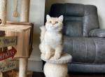 Mary - British Shorthair Kitten For Sale - Indianapolis, IN, US