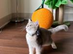 Eddie - British Shorthair Cat For Sale - State College, PA, US