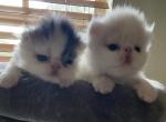 Lola Litter - Persian Cat For Sale - Boca Raton, FL, US