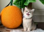 Eddie - British Shorthair Cat For Sale - Fairfax, VA, US