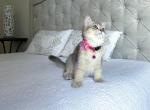 Emilia - British Shorthair Cat For Sale - Charlotte, NC, US