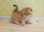 Black golden spotted tabby scottish fold baby boy - Scottish Fold Kitten For Sale - CA, US