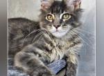 THUMPER - Maine Coon Cat For Sale - Pensacola, FL, US