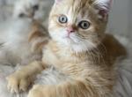 Red tabby boy - Scottish Straight Cat For Sale - Sun City Center, FL, US