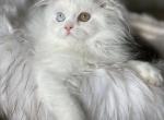 ODD eyed baby boy - Scottish Straight Cat For Sale - Sun City Center, FL, US