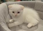 Scottish Fold Bubble - Scottish Fold Cat For Sale - Houston, TX, US