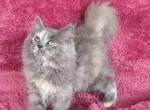 Emma - Ragdoll Cat For Sale - Phoenix, AZ, US