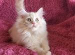 Gus - Ragdoll Cat For Sale - Phoenix, AZ, US