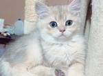 Blue golden British shorthaired male kitten - British Shorthair Cat For Sale - Thornton, CO, US