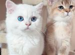 Blue eyed white British shorthaired male kitten - British Shorthair Cat For Sale - Thornton, CO, US