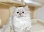 British long haired female kitten - British Shorthair Cat For Sale - Thornton, CO, US