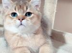 Golden British shorthaired male kitten - British Shorthair Cat For Sale - Thornton, CO, US