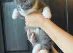 Storm - Scottish Straight Cat For Sale - Elmira, NY, US