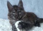 Lord Maine Coon - Maine Coon Kitten For Sale - Pembroke Pines, FL, US