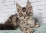 Zvezdochet - Maine Coon Cat For Sale - Norwalk, CT, US