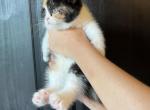 Cookie - Scottish Straight Cat For Sale - Elmira, NY, US