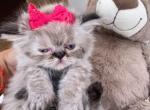 Moana - Himalayan Cat For Sale - Worcester, MA, US