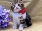 Olivia - Scottish Fold Cat For Sale - North Richland Hills, TX, US