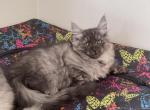 Mishka - Siberian Cat For Sale - Melbourne, FL, US