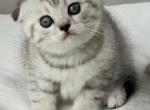 Scottish fold girl - Scottish Fold Cat For Sale - Lincoln, NE, US