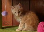 Xing - Maine Coon Cat For Sale - Santa Maria, CA, US