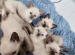 Tally - Siamese Kitten For Sale - Philadelphia, PA, US