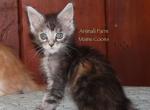 Zephyr - Maine Coon Cat For Sale - Santa Maria, CA, US