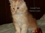 Zeus - Maine Coon Cat For Sale - Santa Maria, CA, US