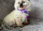 Beautiful Ragdoll seal point - Ragdoll Kitten For Sale - Southwick, MA, US