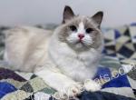 Quebec - Ragdoll Cat For Sale - Tuscaloosa, AL, US