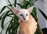 May - Oriental Cat For Sale - Norwalk, CT, US