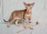 Kasinda - Oriental Cat For Sale - Norwalk, CT, US