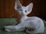 Eesy - Devon Rex Cat For Sale - Miami, FL, US