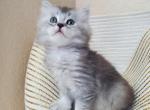 RESERVED Scottish Straight Longhair male - Scottish Straight Cat For Sale - Parkland, FL, US