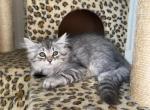 Dakota - Siberian Cat For Sale - Melbourne, FL, US