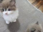 Ragdoll Kittens - Ragdoll Cat For Sale - Fort Lee, NJ, US