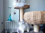 Ken - Ragdoll Cat For Sale - Fairfax, VA, US