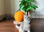 Eddie - British Shorthair Cat For Sale - Charlotte, NC, US