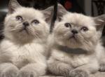 Sinai - British Shorthair Cat For Sale - Huntington, NY, US