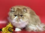 Snickers - Persian Cat For Sale - Yucca Valley, CA, US