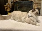 Prince - Ragdoll Cat For Sale - Ocala, FL, US