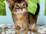 Indy - Somali Cat For Sale - Odesa, Odessa Oblast, UA