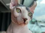 Lelia - Sphynx Cat For Sale - Brooklyn, NY, US