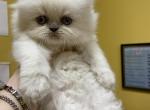 CFA Registered Blue Point Female Persian Himalayan - Persian Cat For Sale - Conyers, GA, US