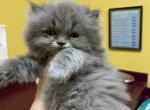 CFA Male Blue Persian Kitten - Persian Kitten For Sale - Conyers, GA, US