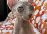 Dany - Sphynx Cat For Sale - Brooklyn, NY, US