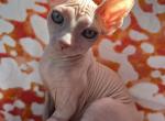 Maya - Sphynx Cat For Sale - Brooklyn, NY, US