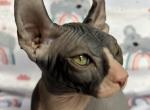 Markus - Sphynx Cat For Sale - Brooklyn, NY, US